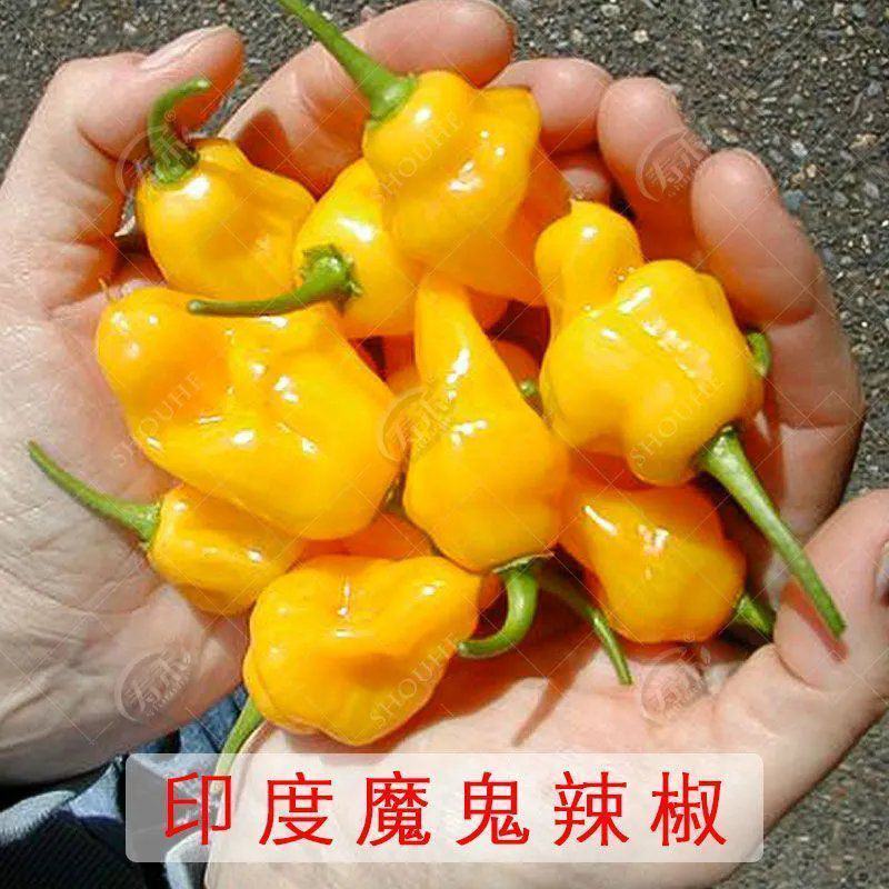 印度魔鬼椒种子特辣超级辣辣椒种子菜园阳台高产辣椒籽四季蔬