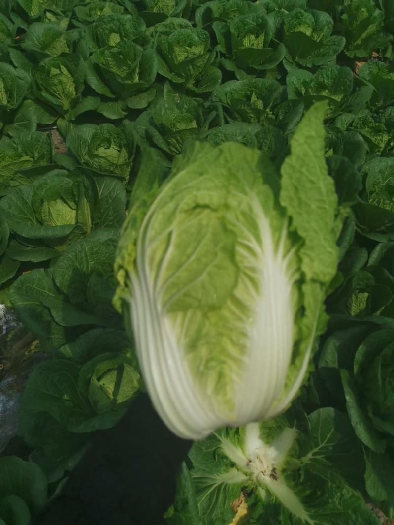 基地直供黄心大白菜，电商，超市，市场货都有。