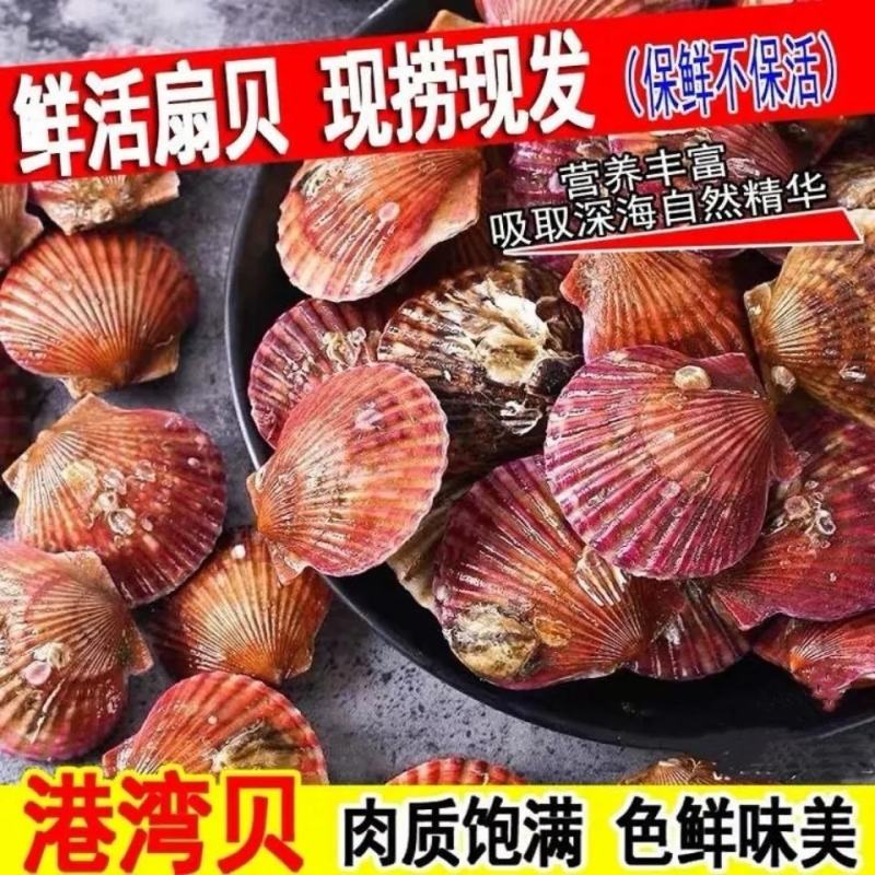 新鲜小红扇贝鲜活港湾贝毛贝带壳大扇贝肉蒜蓉扇贝粉丝烧