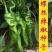 早熟螺丝椒种子高产香辣螺丝椒种子大果实精品蔬菜种籽
