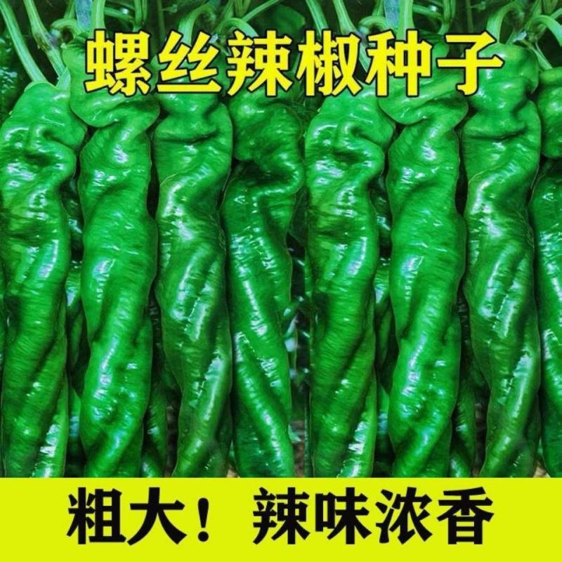 早熟螺丝椒种子高产香辣螺丝椒种子大果实精品蔬菜种籽