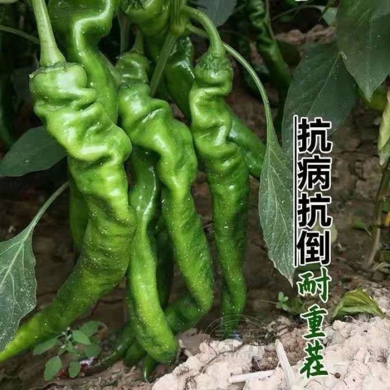 早熟螺丝椒种子高产香辣螺丝椒种子大果实精品蔬菜种籽
