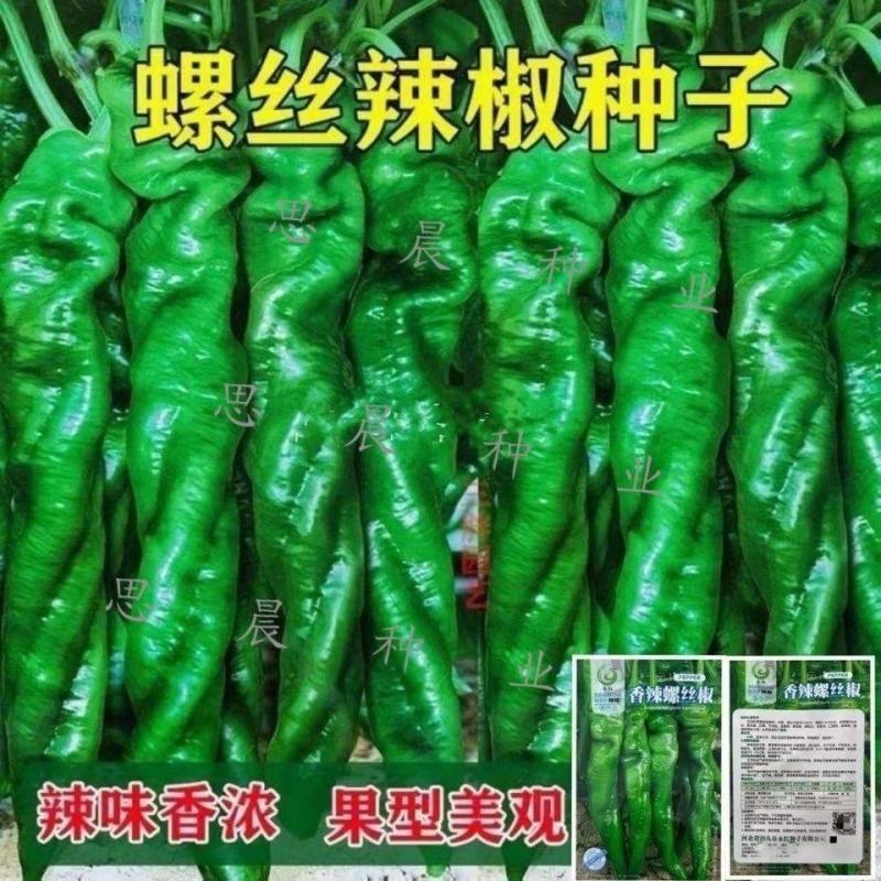 早熟螺丝椒种子高产香辣螺丝椒种子大果实精品蔬菜种籽