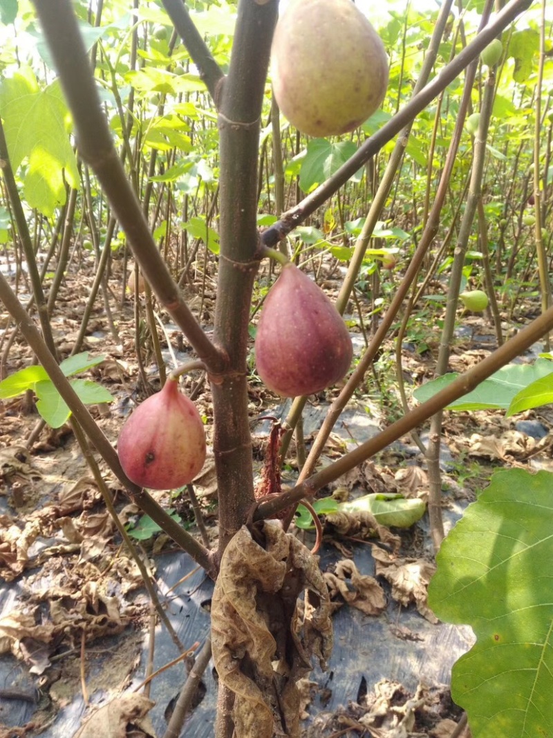 无花果苗，波姬红无花果苗