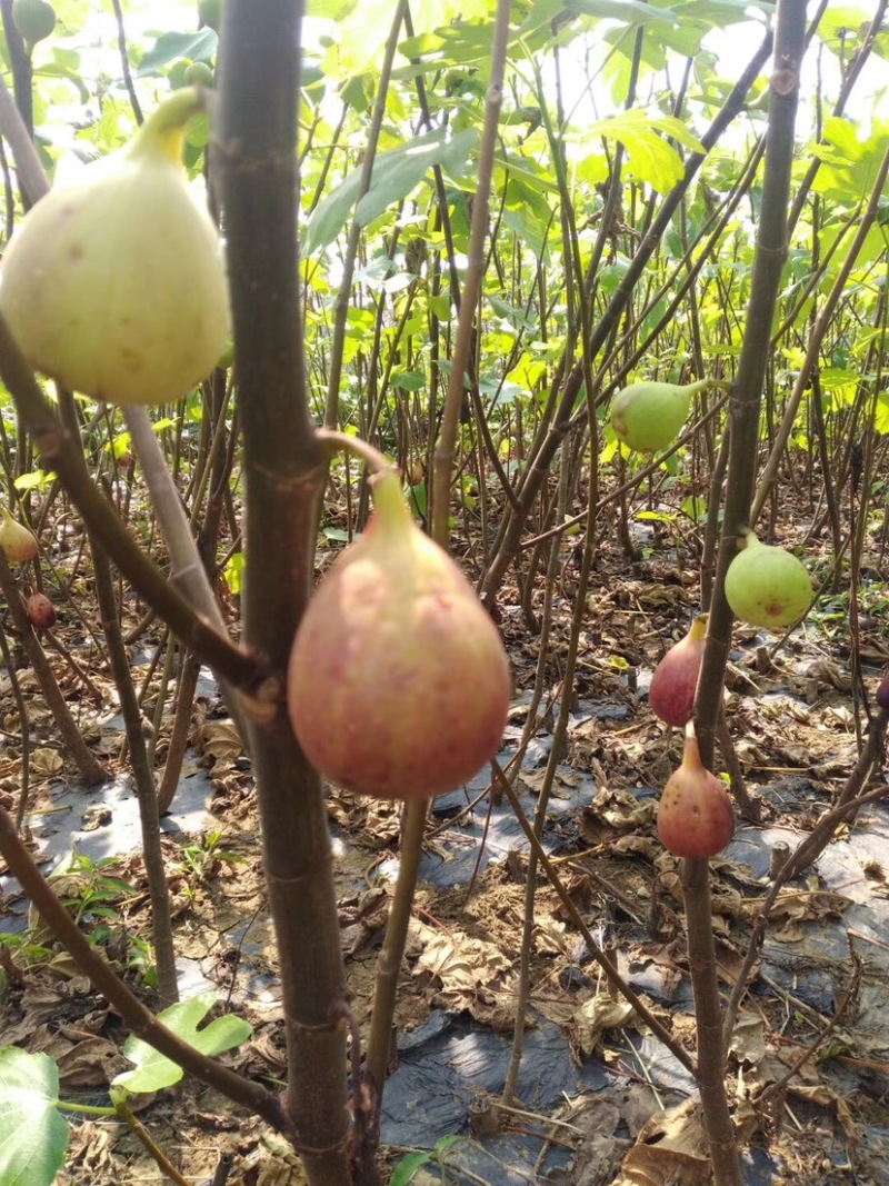 无花果苗，波姬红无花果苗