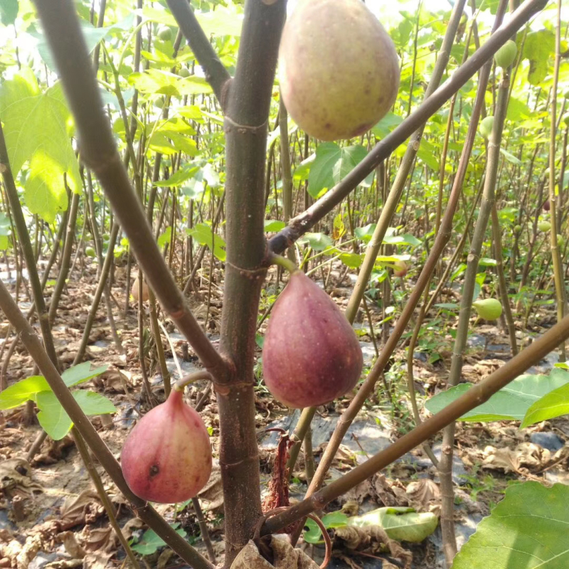 无花果苗，波姬红无花果苗