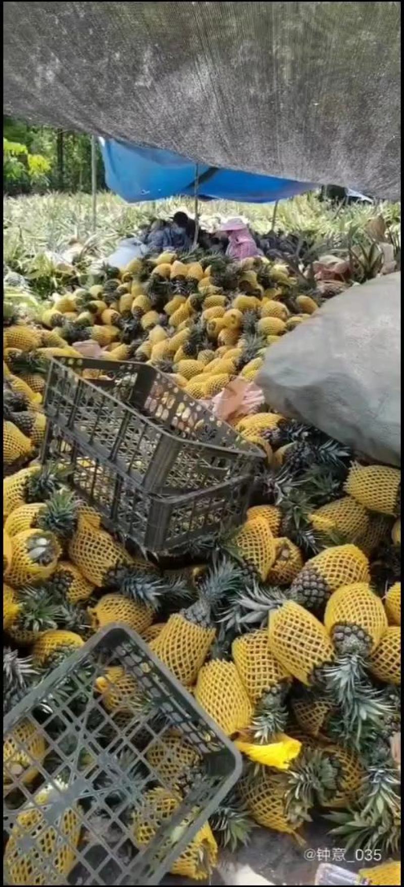 海南金钻凤梨热带水果常年供应市场超市社区电商果农直发