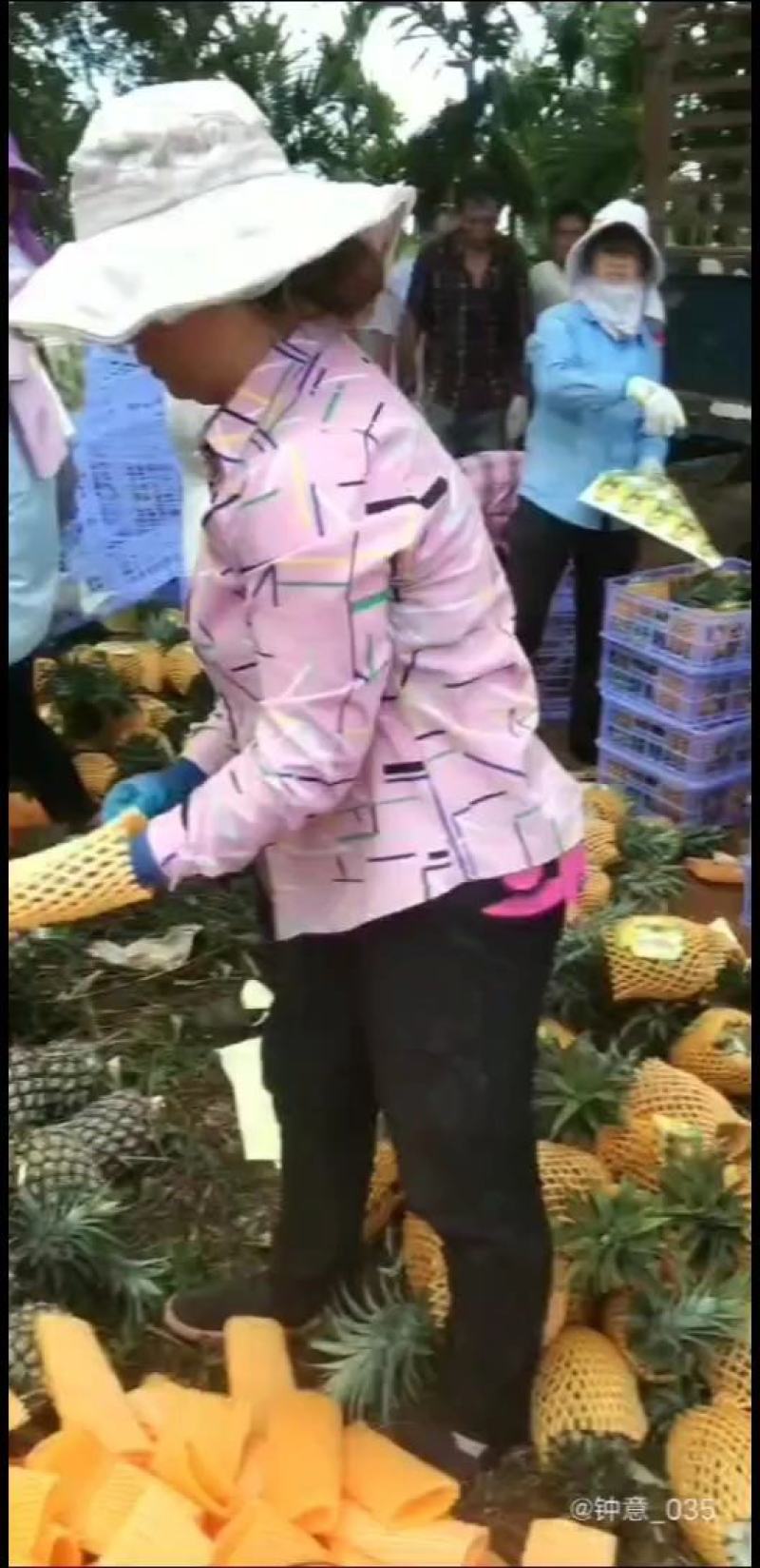 海南金钻凤梨热带水果常年供应市场超市社区电商果农直发