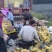 海南金钻凤梨热带水果常年供应市场超市社区电商果农直发