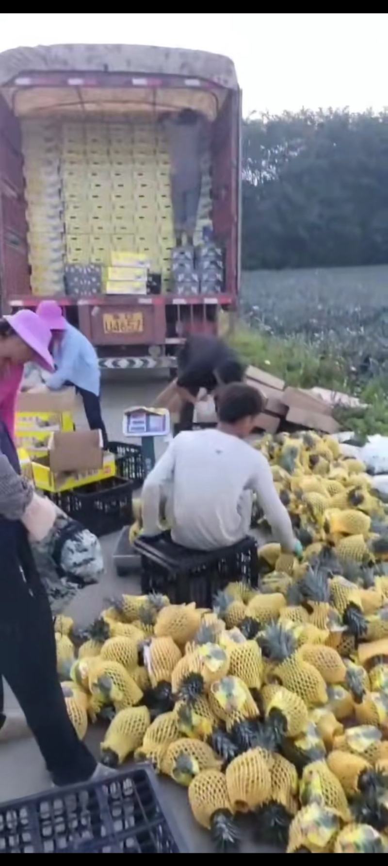 海南金钻凤梨热带水果常年供应市场超市社区电商果农直发