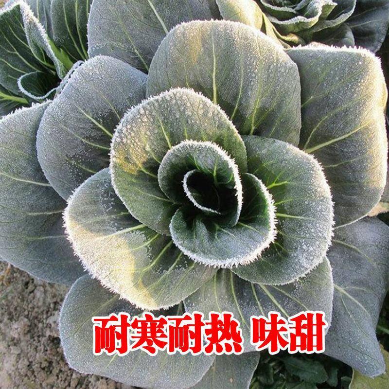 苏州青种子黑大头矮脚高产早熟青梗菜小青菜耐寒油菜蔬菜种子