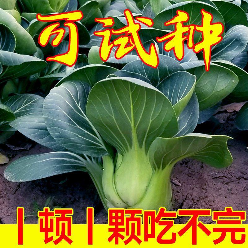 苏州青种子黑大头矮脚高产早熟青梗菜小青菜耐寒油菜蔬菜种子