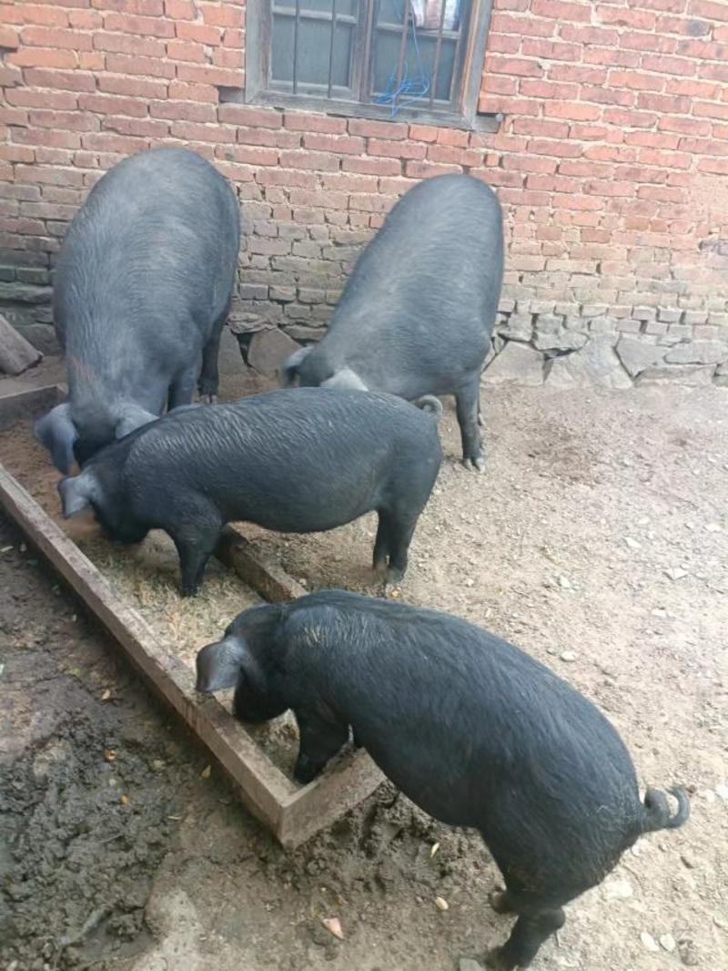 跑山猪，原生态黑土猪，纯粮喂养，高品质土猪