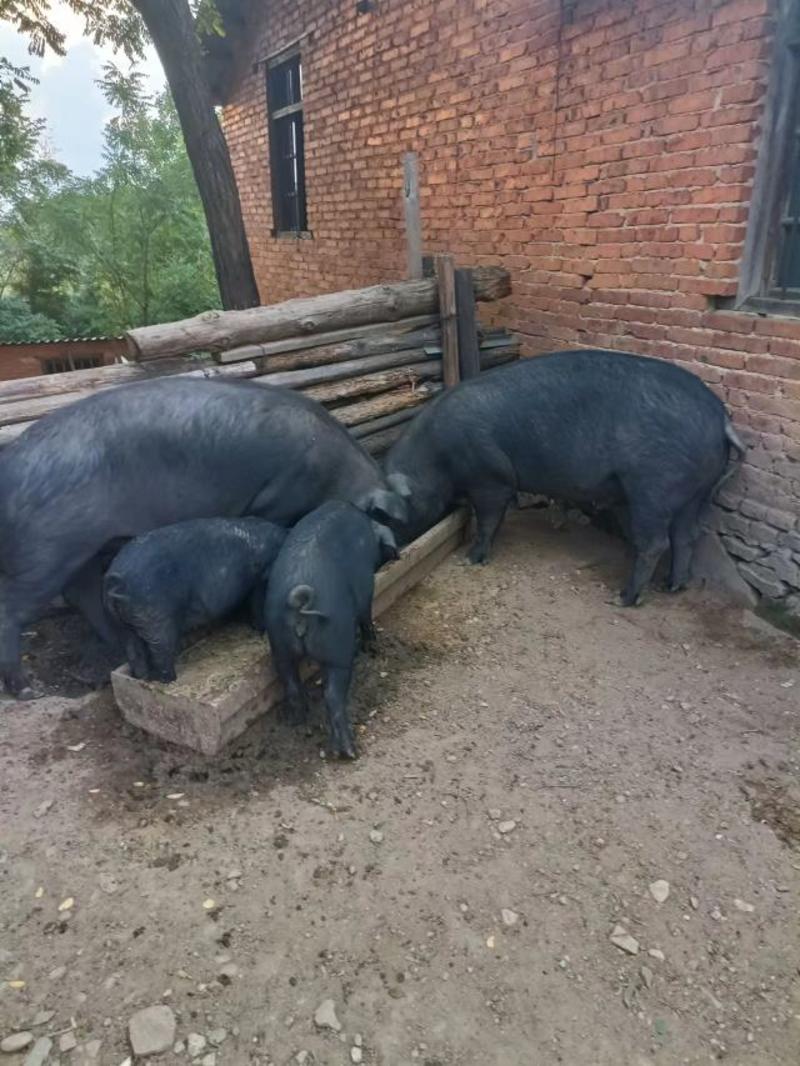 跑山猪，原生态黑土猪，纯粮喂养，高品质土猪