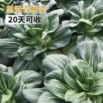 矮脚苏州青上海青青梗菜种子黑叶耐寒油菜种子四季播蔬菜种籽