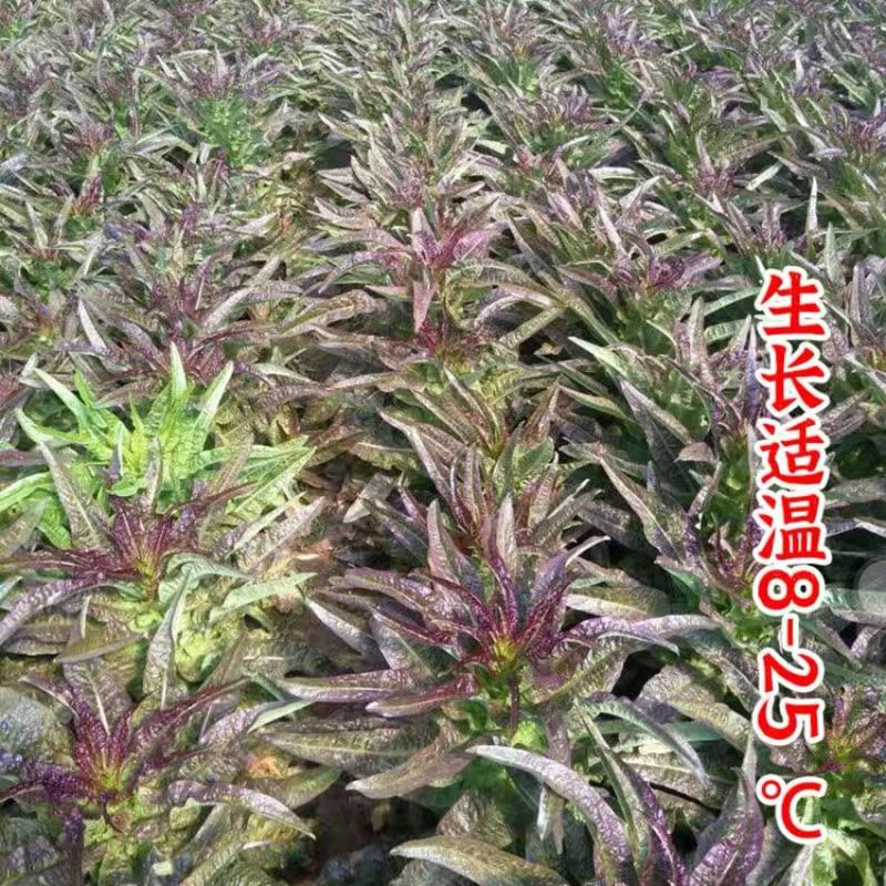 耐寒红莴笋种子中国红挂丝红莴笋种子香莴笋莴苣种子农户用