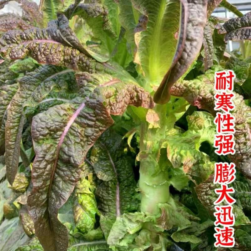 耐寒红莴笋种子中国红挂丝红莴笋种子香莴笋莴苣种子农户用