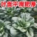 青梗菜种子