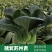 青梗菜种子