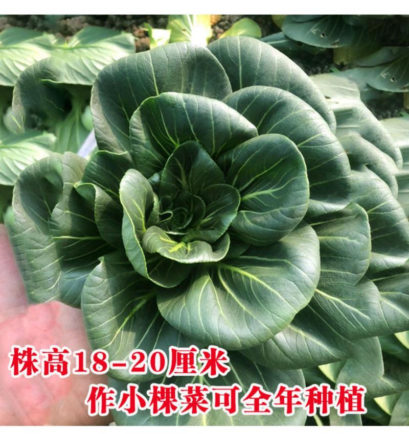 矮脚苏州青上海青青梗菜种子黑叶耐寒油菜种子四季播蔬菜种籽