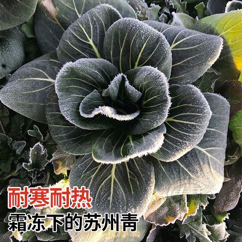 青梗菜种子