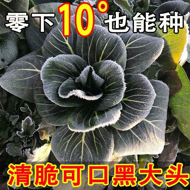 青梗菜种子