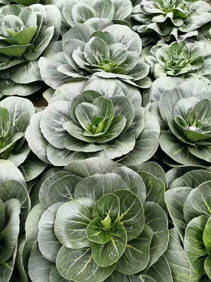 青梗菜种子