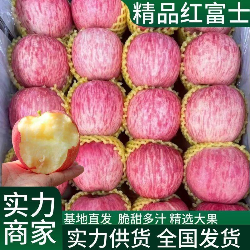 山东红富士苹果产地直发对接商超赶集电商保品质