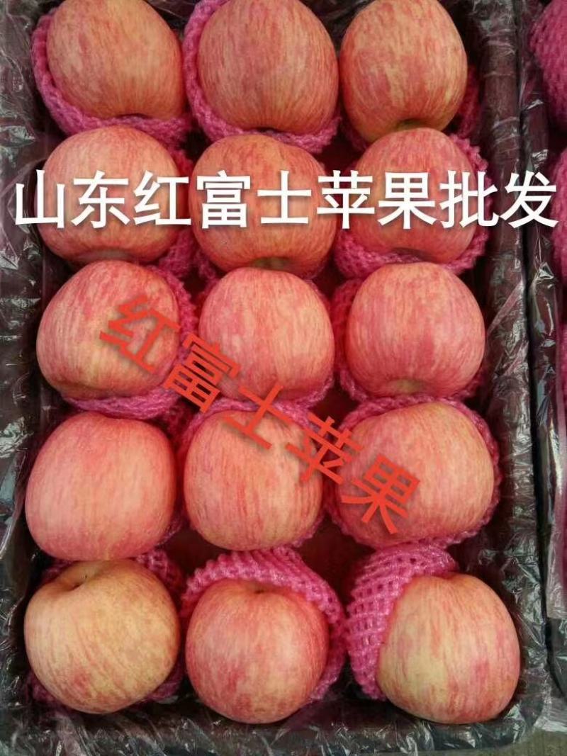 山东红富士苹果产地直发对接商超赶集电商保品质
