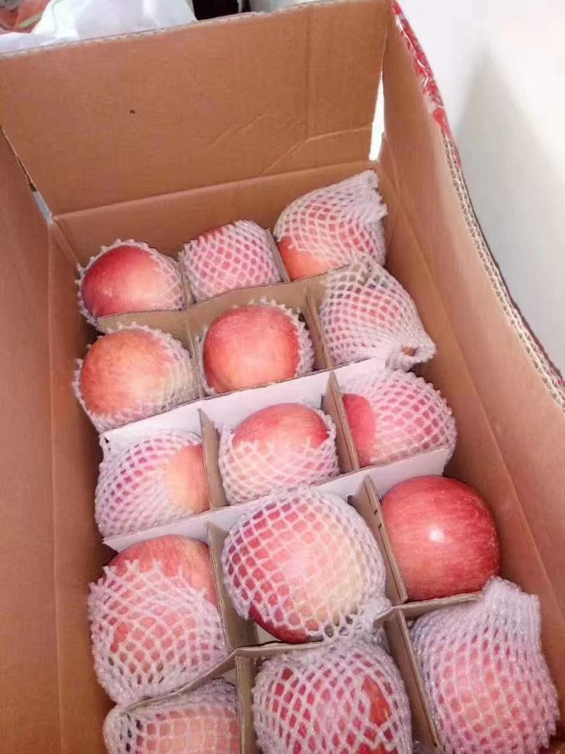 山东红富士苹果产地直发对接商超赶集电商保品质