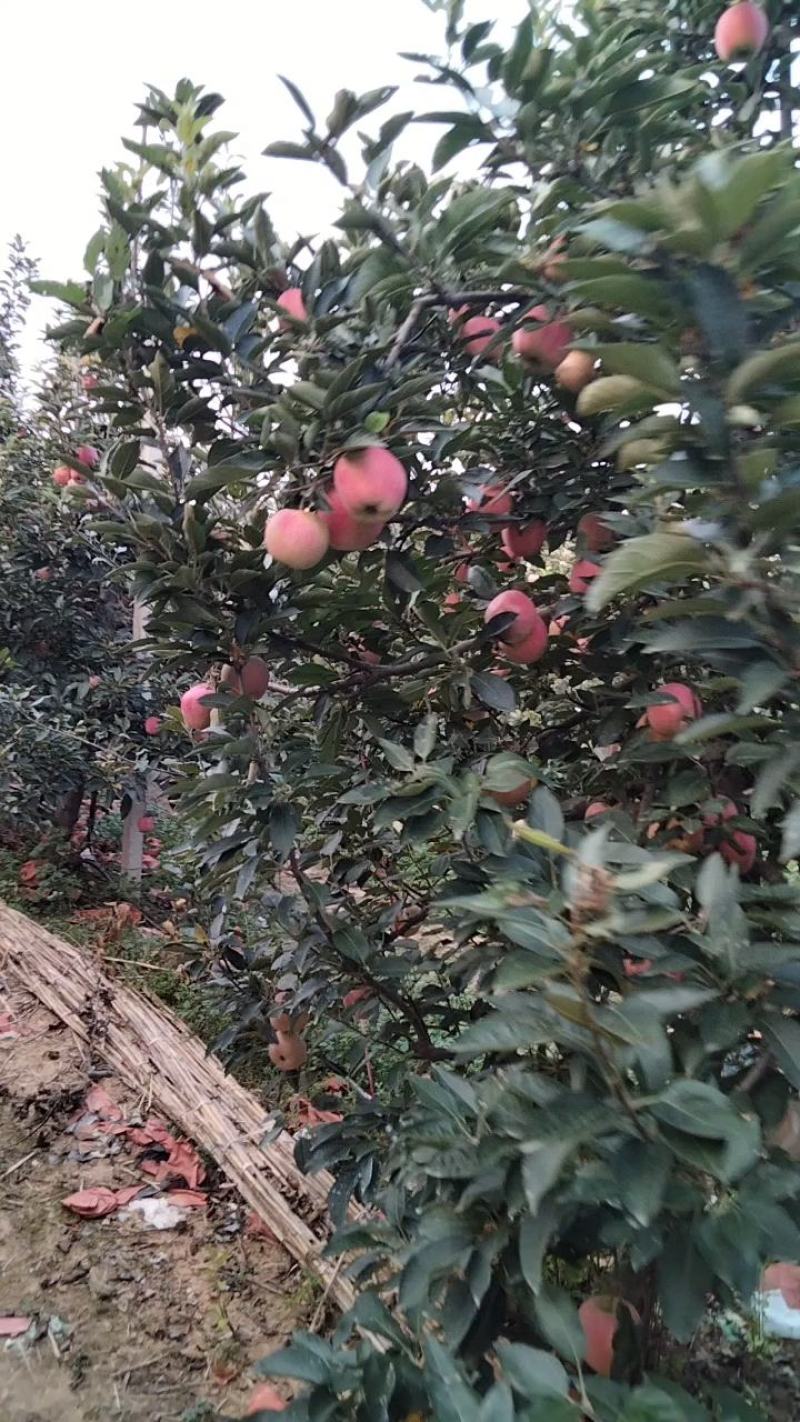 山东红富士苹果产地直发对接商超赶集电商保品质