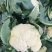 湖北菜花精品松花菜大量上市中产地直供量大从优欢迎联