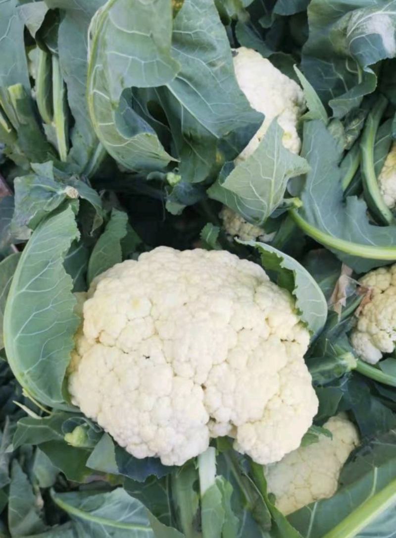 湖北菜花精品松花菜大量上市中产地直供量大从优欢迎联
