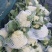 湖北菜花精品松花菜大量上市中产地直供量大从优欢迎联