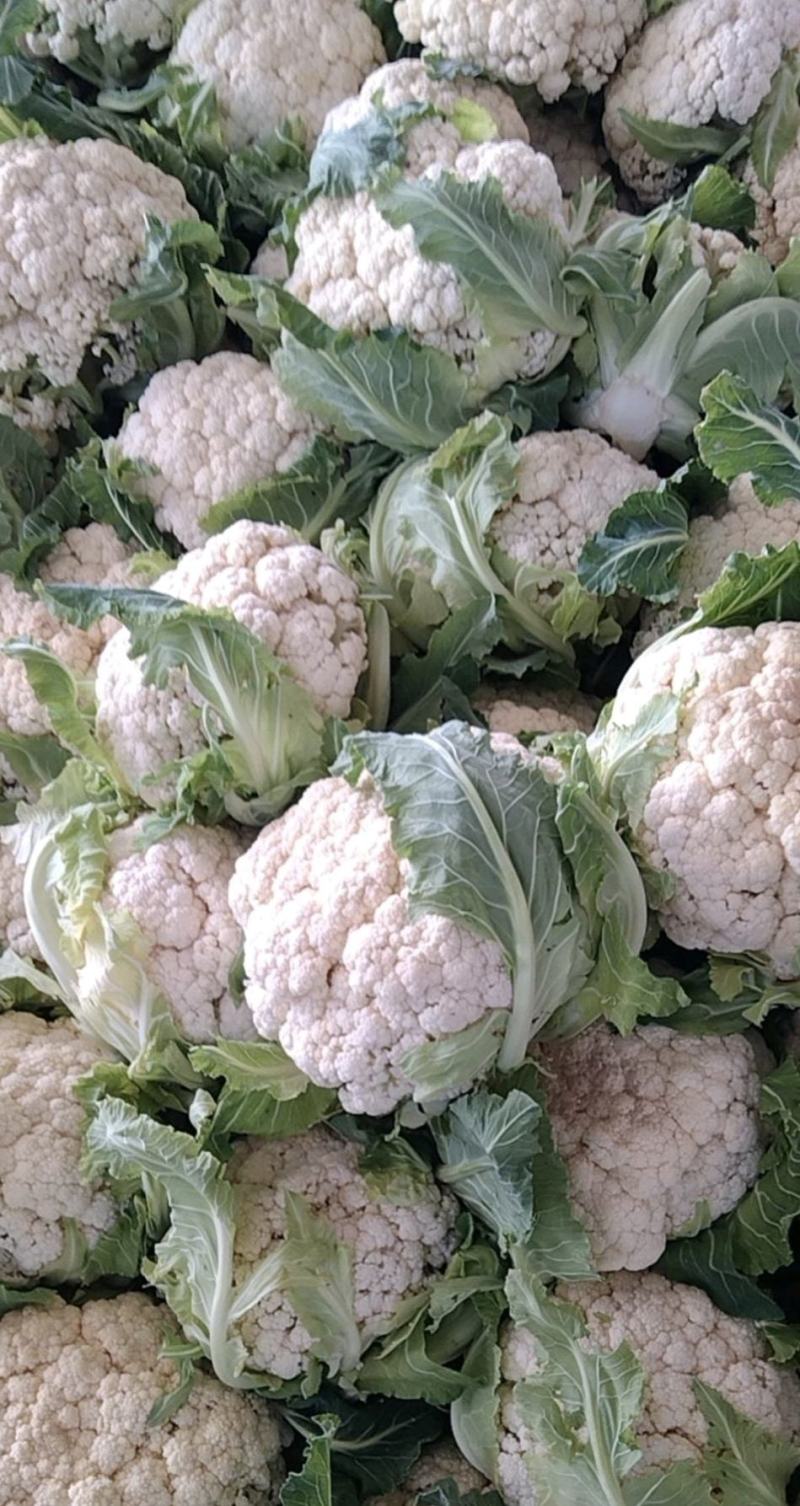 湖北菜花精品松花菜大量上市中产地直供量大从优欢迎联