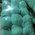 湖北菜花精品松花菜大量上市中产地直供量大从优欢迎联