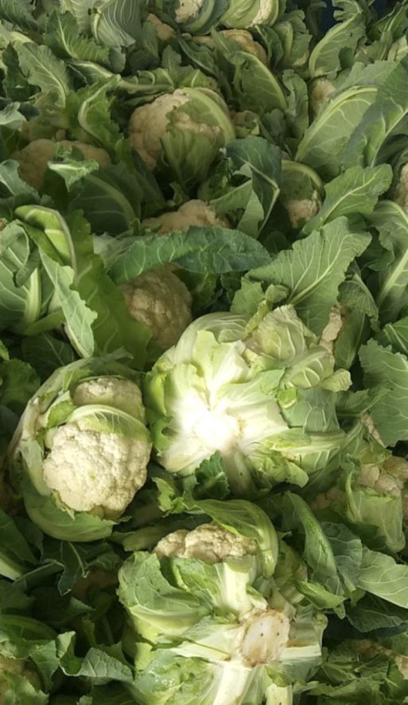 湖北菜花精品松花菜大量上市中产地直供量大从优欢迎联