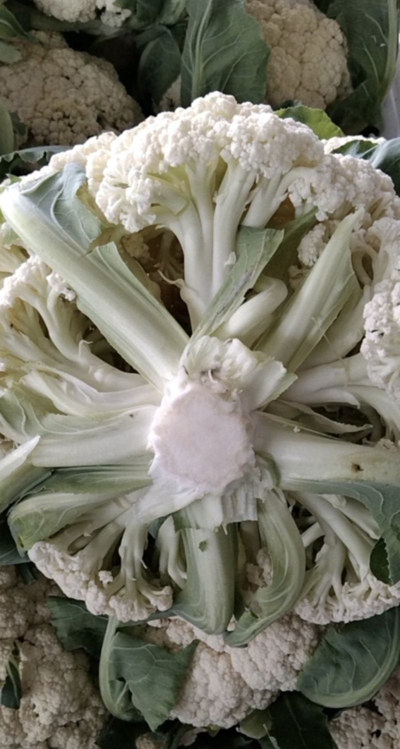 湖北菜花精品松花菜大量上市中产地直供量大从优欢迎联