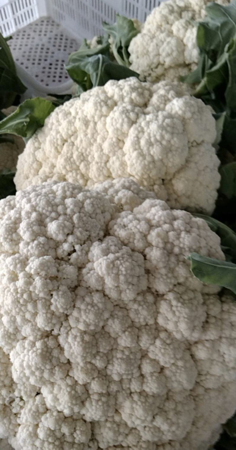 湖北省天门市有机花菜大量上市中需要的老板联系望长期合作。