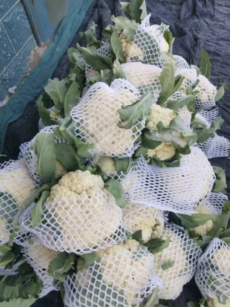 湖北省天门市有机花菜大量上市中需要的老板联系望长期合作。