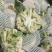 湖北省天门市有机花菜大量上市中需要的老板联系望长期合作。