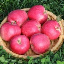 【全国】红嘎啦苹果大量供应全国货源充足脆甜