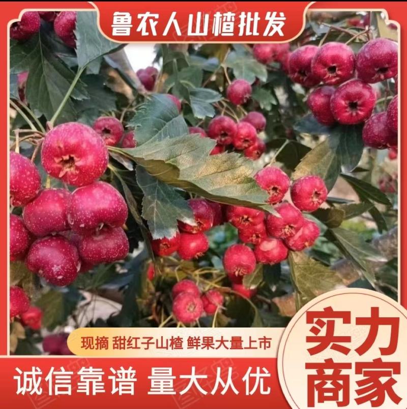 甜红子纯甜山楂，水果山楂糖雪球专用，手捡果质量好
