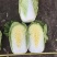 【黄心白菜】黄心白菜湖北精品上市产地直供全国市场电联
