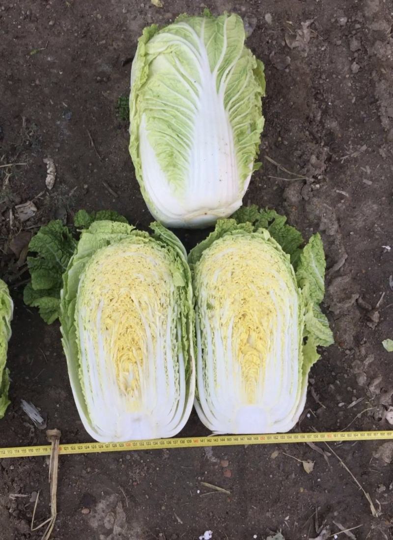 【黄心白菜】黄心白菜湖北精品上市产地直供全国市场电联