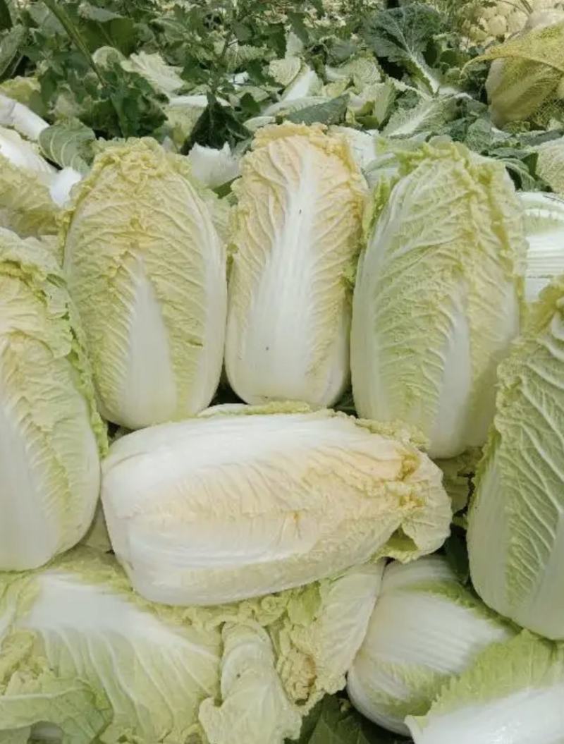 【黄心白菜】黄心白菜湖北精品上市产地直供全国市场电联