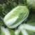 【黄心白菜】黄心白菜湖北精品上市产地直供全国市场电联