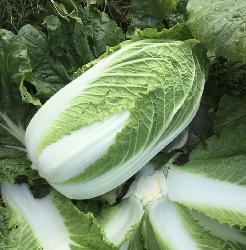 【黄心白菜】黄心白菜湖北精品上市产地直供全国市场电联