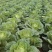【黄心白菜】黄心白菜湖北精品上市产地直供全国市场电联