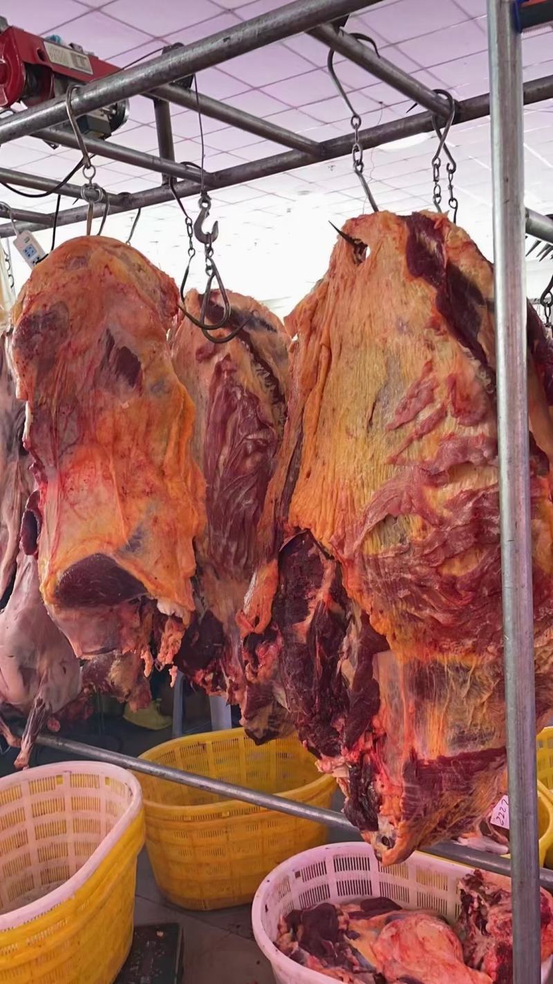 锡盟草地溜达黄牛肉，肉瘦膘黄，一手货源！